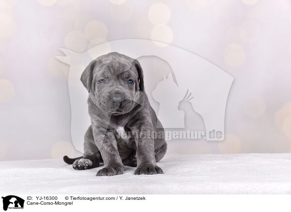 Cane-Corso-Mongrel / YJ-16300