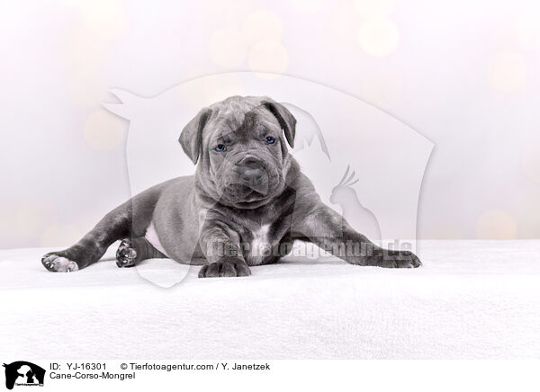 Cane-Corso-Mongrel / YJ-16301