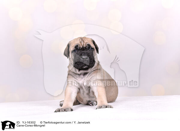 Cane-Corso-Mongrel / YJ-16302