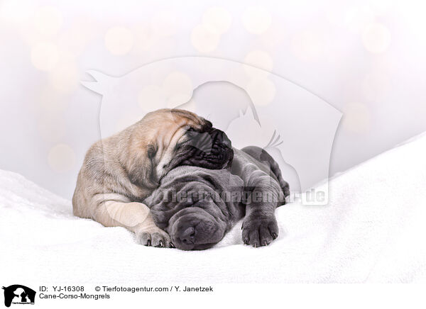 Cane-Corso-Mongrels / YJ-16308