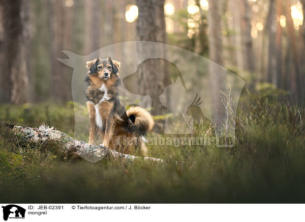 Mischling / mongrel / JEB-02391