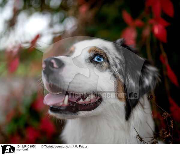 Mischling / mongrel / MP-01051
