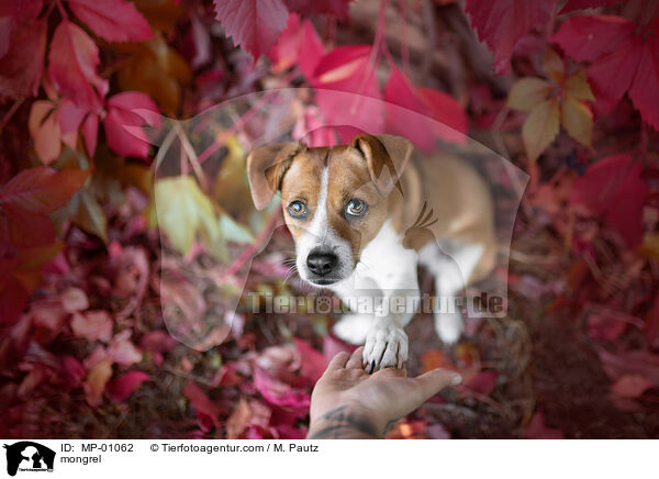 Mischling / mongrel / MP-01062