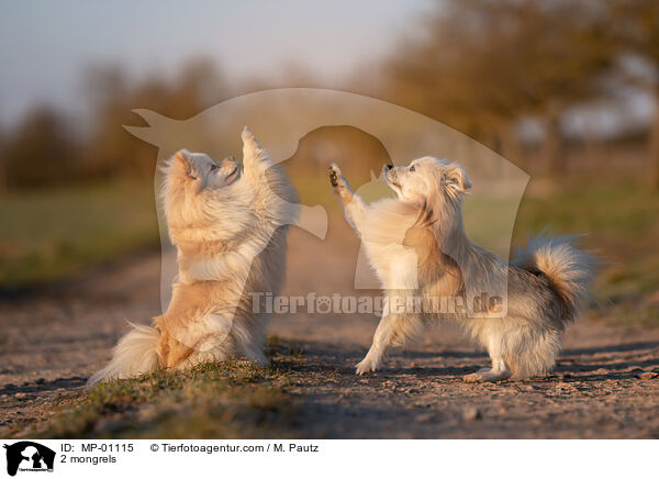 2 Mischlinge / 2 mongrels / MP-01115