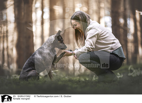 Mischling Hndin / female mongrel / SGR-01562