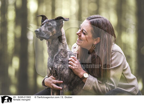 Mischling Hndin / female mongrel / SGR-01565