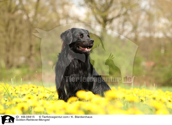Golden-Retriever-Mischling / Golden-Retriever-Mongrel / KB-08815