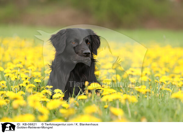 Golden-Retriever-Mischling / Golden-Retriever-Mongrel / KB-08821