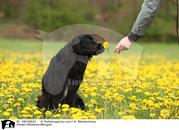 Golden-Retriever-Mischling / Golden-Retriever-Mongrel / KB-08824