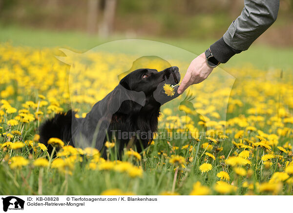 Golden-Retriever-Mischling / Golden-Retriever-Mongrel / KB-08828