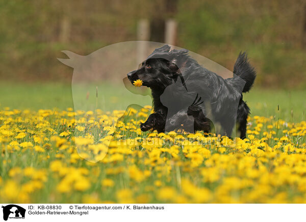 Golden-Retriever-Mischling / Golden-Retriever-Mongrel / KB-08830