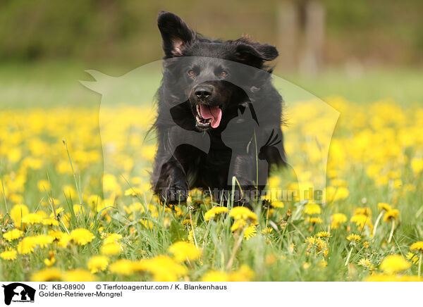 Golden-Retriever-Mischling / Golden-Retriever-Mongrel / KB-08900
