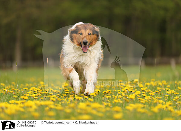 Collie-Mischling / Collie-Mongrel / KB-09375