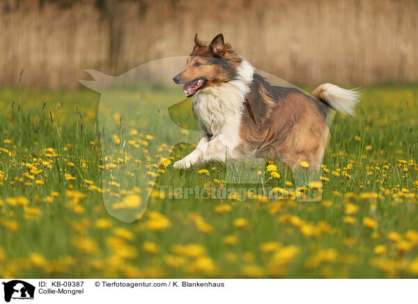 Collie-Mischling / Collie-Mongrel / KB-09387
