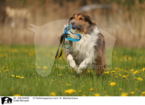 Collie-Mischling / Collie-Mongrel / KB-09395