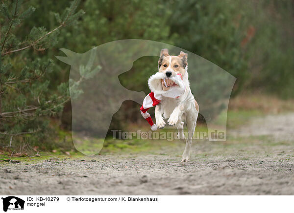 Mischling / mongrel / KB-10279