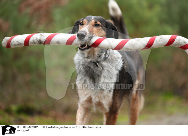 Mischling / mongrel / KB-10282