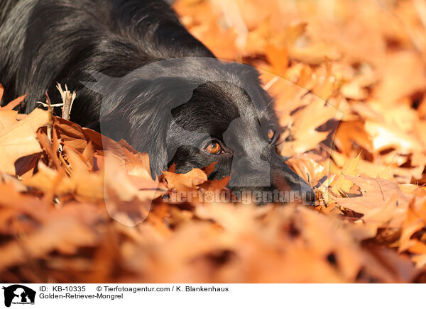 Golden-Retriever-Mischling / Golden-Retriever-Mongrel / KB-10335