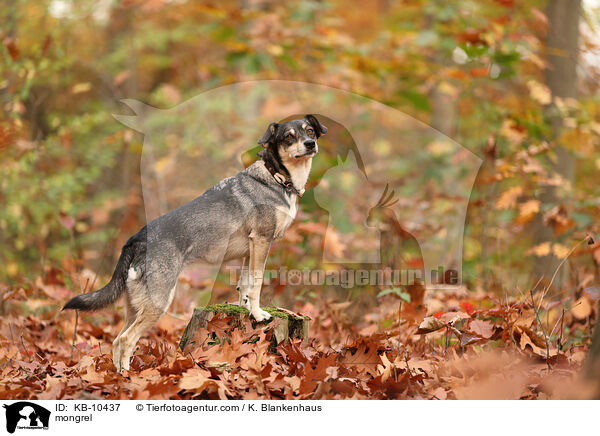 mongrel / KB-10437