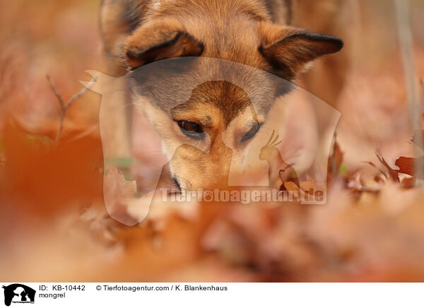 mongrel / KB-10442