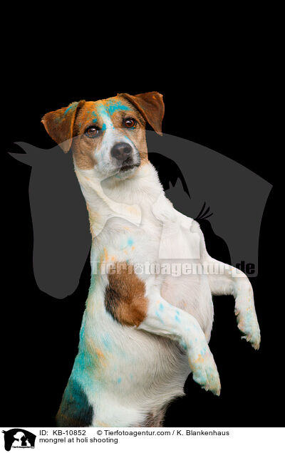 mongrel at holi shooting / KB-10852