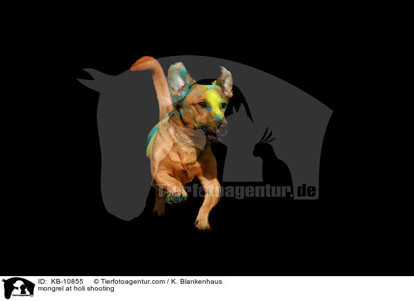 mongrel at holi shooting / KB-10855