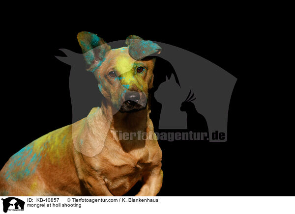 Mischling mit Holipulver / mongrel at holi shooting / KB-10857