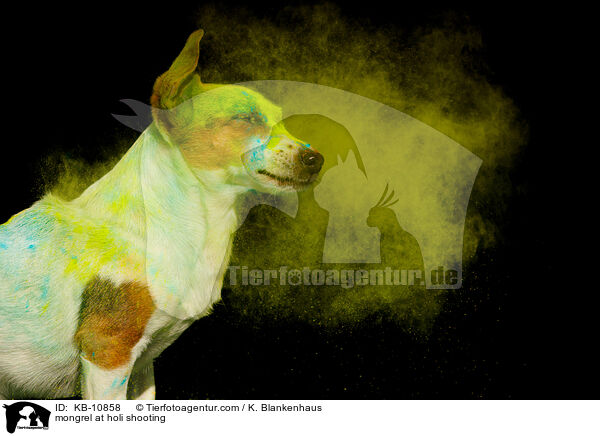 mongrel at holi shooting / KB-10858