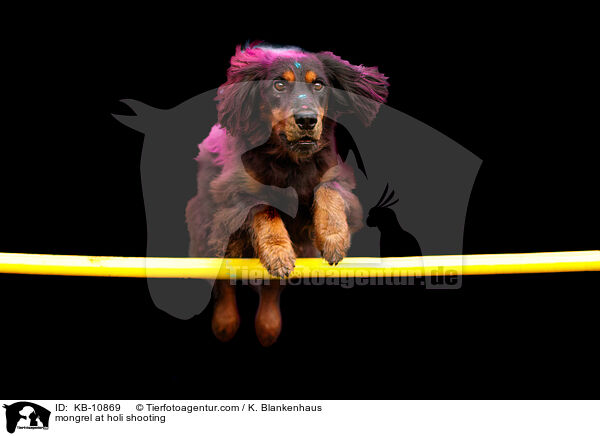 mongrel at holi shooting / KB-10869