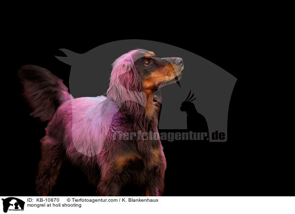 Mischling mit Holipulver / mongrel at holi shooting / KB-10870