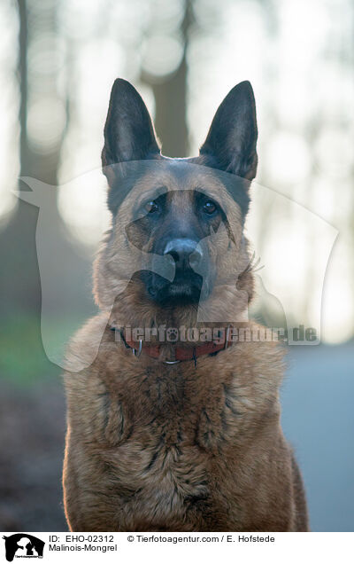 Malinois-Mischling / Malinois-Mongrel / EHO-02312