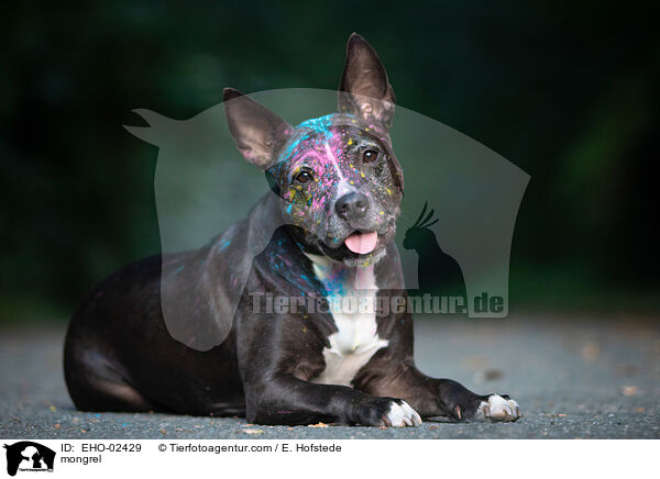 mongrel / EHO-02429