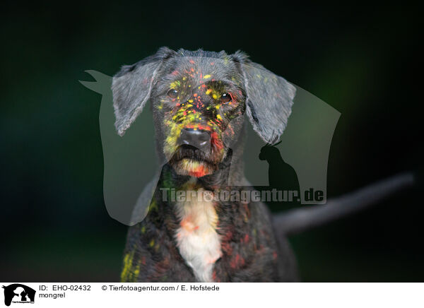 Mischling / mongrel / EHO-02432