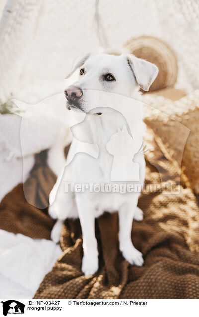 Mischling Rde / mongrel puppy / NP-03427