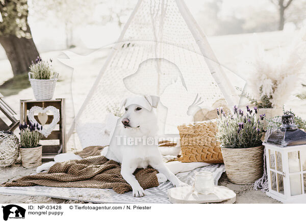 Mischling Rde / mongrel puppy / NP-03428