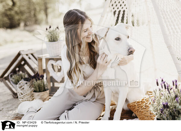 Mischling Rde / mongrel puppy / NP-03429