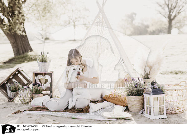 Mischling Rde / mongrel puppy / NP-03430