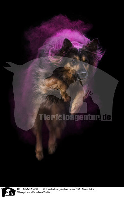 Schferhund-Border-Collie / Shepherd-Border-Collie / MM-01980