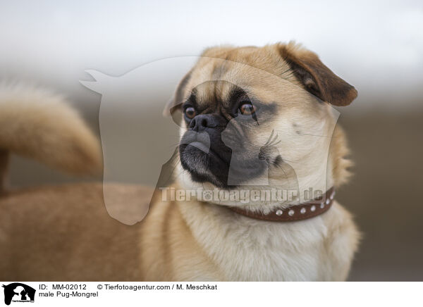 Mops-Mischling Rde / male Pug-Mongrel / MM-02012