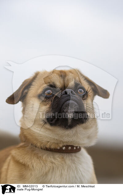 Mops-Mischling Rde / male Pug-Mongrel / MM-02013