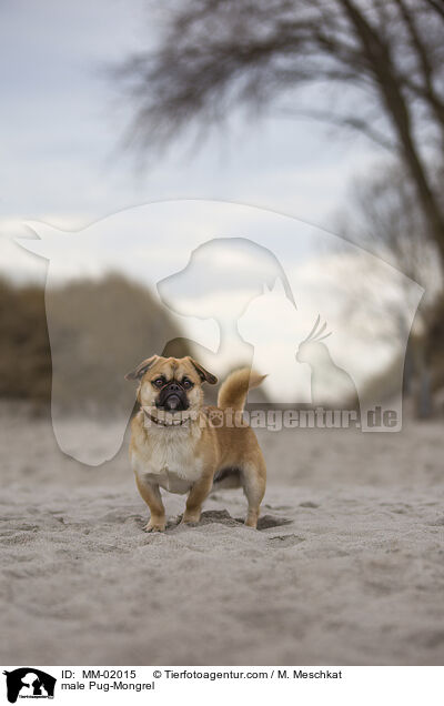 Mops-Mischling Rde / male Pug-Mongrel / MM-02015