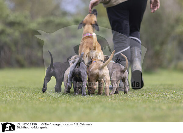 Sighthound-Mongrels / NC-03159