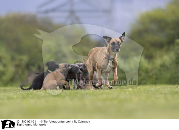 Sighthound-Mongrels / NC-03161