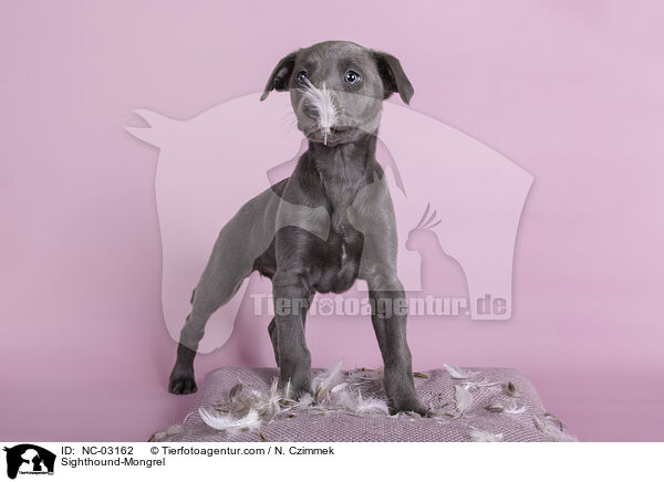 Whippet-Mischling / Sighthound-Mongrel / NC-03162