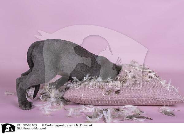 Sighthound-Mongrel / NC-03163
