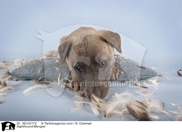 Sighthound-Mongrel / NC-03172