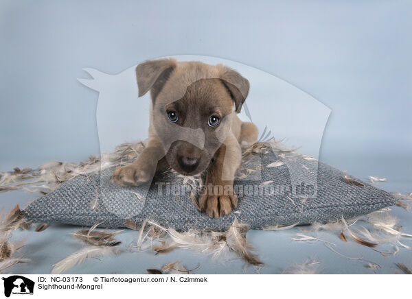 Whippet-Mischling / Sighthound-Mongrel / NC-03173