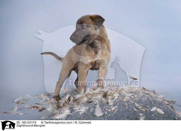 Sighthound-Mongrel / NC-03174