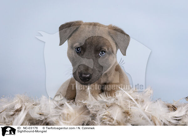 Sighthound-Mongrel / NC-03176