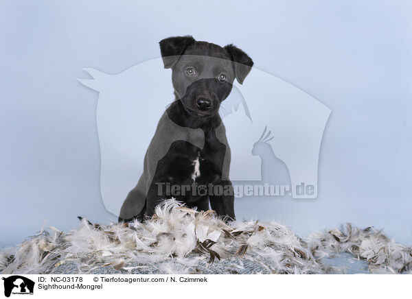 Whippet-Mischling / Sighthound-Mongrel / NC-03178
